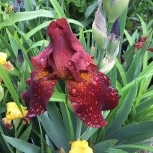 Meet your Posher, Joyce